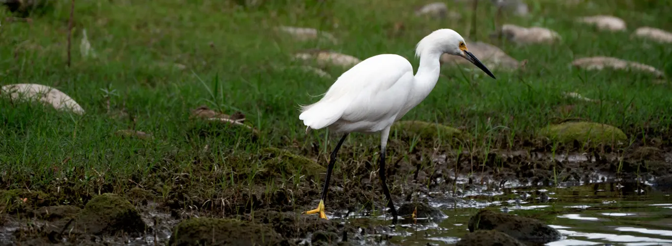 Una Garza de botitas doradas a orillas del río Amacuzac